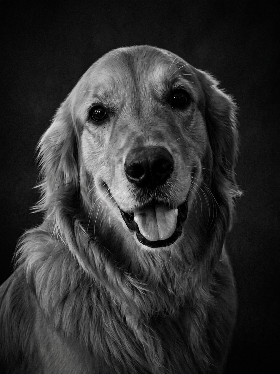 Golden retriever — Noir